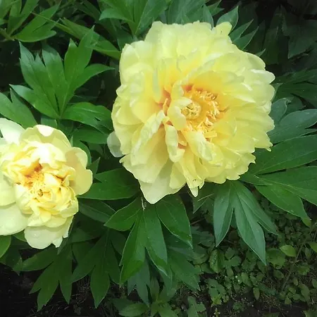 ゲストハウス Garten Vendeghaz エゲル