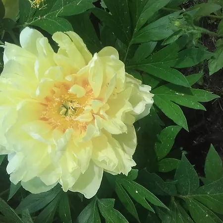 ゲストハウス Garten Vendeghaz 3*