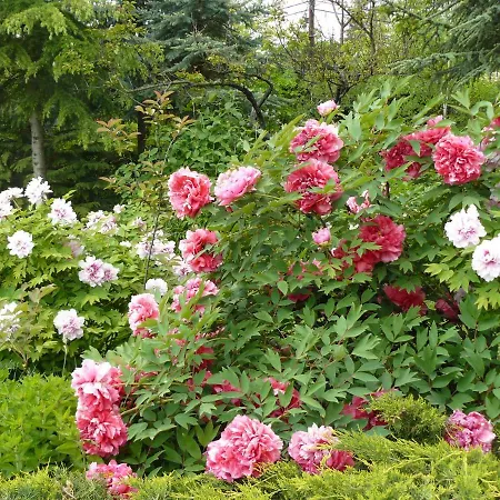 Garten Vendeghaz Penzion