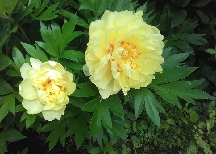 Gasthof Garten Erlau